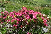 74 Rododendro irsuto (Rhododendron hirsutum)